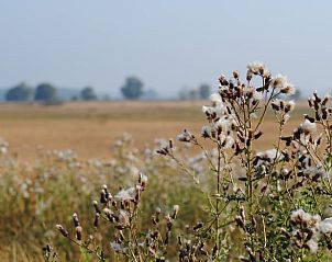 Guest house 200711 - Holiday property Zuidwest Drenthe - Vakantiehuis in Ruinen