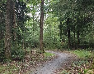 Ontdek het serene boslandschap rondom de Vrijstaande woning in Ruinen, Zuidwest Drenthe, ideaal voor natuurliefhebbers en wandelaars.