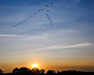 Zonsondergang met vogels boven Vakantiehuisje in Ruinen, adembenemende natuur in Zuidwest Drenthe.