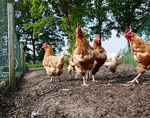 Chickens scratch around freely at Huisje in Ruinen, vacation home in the green surroundings of Southwest Drenthe, perfect for nature lovers.