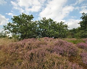 Guest house 200734 - Holiday property Zuidwest Drenthe - Huisje in Ruinen