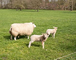 Guest house 200769 - Holiday property Zuidwest Drenthe - Huisje in Ruinen