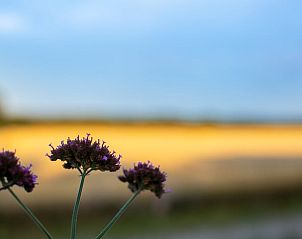 Guest house 201002 - Holiday property Zuidwest Drenthe - Vakantiehuis in Wapserveen