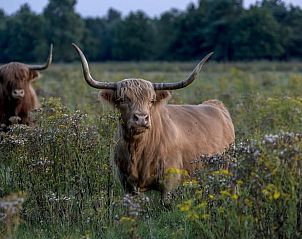 Guest house 201002 - Holiday property Zuidwest Drenthe - Vakantiehuis in Wapserveen