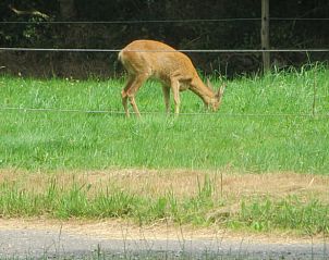 Guest house 201006 - Holiday property Zuidwest Drenthe - Huisje in Wapserveen