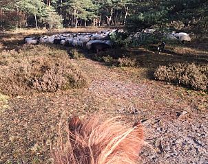 Guest house 201006 - Holiday property Zuidwest Drenthe - Huisje in Wapserveen