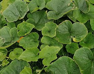 Guest house 201008 - Holiday property Zuidwest Drenthe - Huisje in Wapserveen