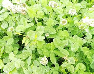 Guest house 201008 - Holiday property Zuidwest Drenthe - Huisje in Wapserveen