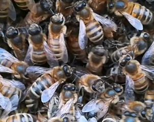 Guest house 201008 - Holiday property Zuidwest Drenthe - Huisje in Wapserveen