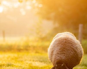 Guest house 201009 - Holiday property Zuidwest Drenthe - Vakantiehuisje in Wapserveen