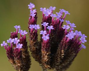 Guest house 201009 - Holiday property Zuidwest Drenthe - Vakantiehuisje in Wapserveen