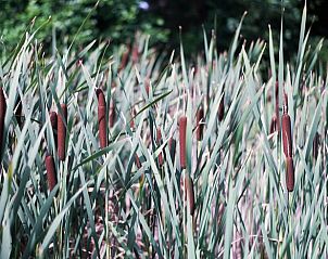 Guest house 201009 - Holiday property Zuidwest Drenthe - Vakantiehuisje in Wapserveen