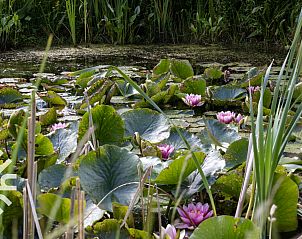 Guest house 201010 - Holiday property Zuidwest Drenthe - DG259