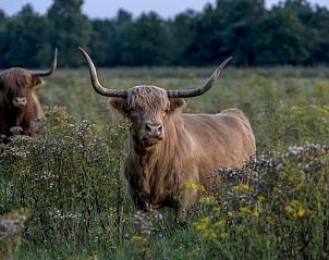 Guest house 201013 - Holiday property Zuidwest Drenthe - Huisje in Wapserveen