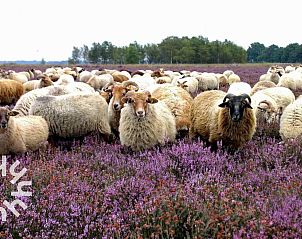 Schapen in de heide nabij vakantiehuis DG469 in Dwingeloo, Zuidwest Drenthe, Drenthe.