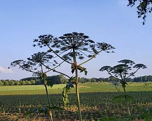 Uitzicht op het landschap vanuit Vakantiehuis in Dwingeloo, Zuidwest Drenthe.