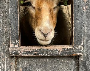 Schaap in de omgeving van Huisje in Dwingeloo, vakantieverblijf Drenthe.