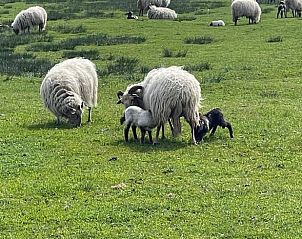Schapen in weiland bij Huisje in Dwingeloo, vakantiehuis Drenthe.