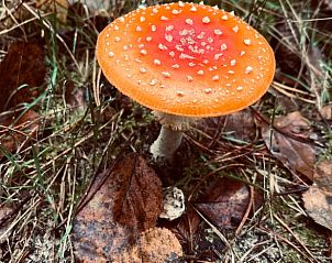 Paddenstoel in het bos bij Huisje in Dwingeloo, vakantieverblijf Zuidwest Drenthe.