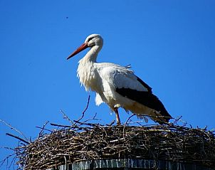 Storch auf dem Nest bei Huisje in Ruinerwold, Ferienhaus im naturreichen Ruinerwold, Sdwest-Drenthe.