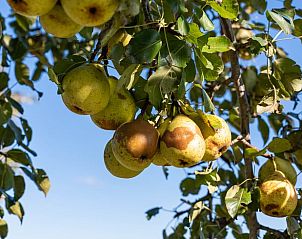 Unterkunft 201420 - Ferienhaus Zuidwest Drenthe - Vakantiehuis in Ruinerwold