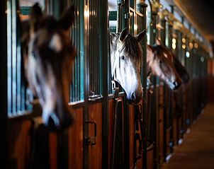 Verblijf 201539 - Chalet Zuidwest Drenthe - Aekinger Lodge