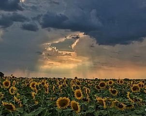 Zonnebloemveld nabij Vakantiehuisje in Wapse, Drenthe, met dramatische wolkenlucht.