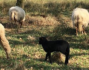 Schapen grazen in de natuur rondom Vakantiehuisje in Wapse, Zuidwest Drenthe.