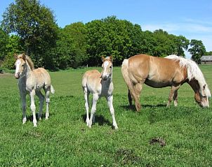 Paarden in de wei nabij Vakantiehuisje in Wapse, Zuidwest Drenthe, omgeven door groen.