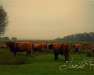 Schotse hooglanders in de omgeving van Vakantiehuis in Wapse, Zuidwest Drenthe.