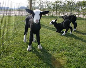 Unterkunft 201901 - Appartement Zuidwest Drenthe - Westerend