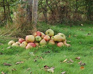Verse appels in de tuin van vakantiehuisje in Koekange, Zuidwest Drenthe, omgeven door natuur.
