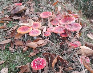 Unterkunft 202504 - Ferienhaus Zuidwest Drenthe - Huisje in Elim