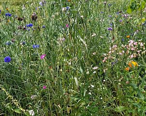 Unterkunft 202504 - Ferienhaus Zuidwest Drenthe - Huisje in Elim