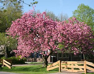 Lente in Elim, Zuidwest Drenthe, met bloeiende bomen bij Huisje in Elim, bed and breakfast.