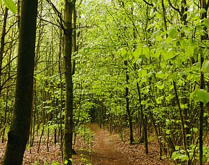 Wandelpad door bos nabij Huisje in Elim, vakantiehuis in Elim, Zuidwest Drenthe, ideaal voor natuurliefhebbers.