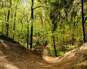 Bosrijke omgeving van Huisje in Elim, bed and breakfast in Elim, Zuidwest Drenthe, perfect voor wandelingen.