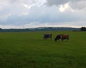 Lndliche Aussicht in Tiendeveen, Drenthe, mit grasenden Khen und grnen Feldern.
