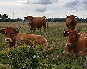 Guest house 203308 - Holiday property Zuidwest Drenthe - Huisje in Veeningen