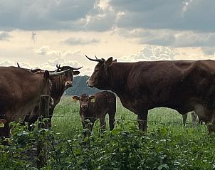 Guest house 203308 - Holiday property Zuidwest Drenthe - Huisje in Veeningen