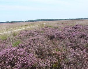 Unterkunft 203802 - Ferienhaus Zuidwest Drenthe - Huisje in Dwingeloo / Lhee