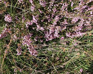 Unterkunft 203802 - Ferienhaus Zuidwest Drenthe - Huisje in Dwingeloo / Lhee