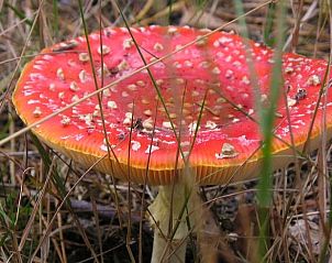 Unterkunft 203802 - Ferienhaus Zuidwest Drenthe - Huisje in Dwingeloo / Lhee