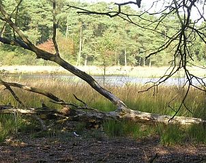 Unterkunft 203802 - Ferienhaus Zuidwest Drenthe - Huisje in Dwingeloo / Lhee