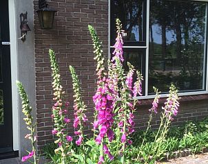 Unterkunft 203802 - Ferienhaus Zuidwest Drenthe - Huisje in Dwingeloo / Lhee