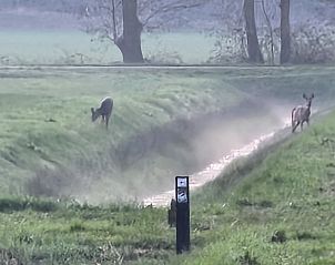 Geniet van de serene tuin van vakantiehuis DG2026 in Dieverbrug, Zuidwest Drenthe, omgeven door weelderige natuur en bloeiende bloemen.