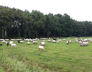 Verblijf 204012 - Vakantiewoning Zuidwest Drenthe - Vakantiehuisje in Oude Willem