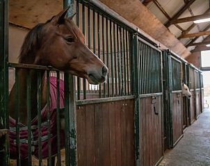 Guest house 204406 - Holiday property Zuidwest Drenthe - Huisje in Hoogeveen