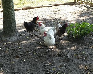 Guest house 204408 - Holiday property Zuidwest Drenthe - Vakantiehuis in Hoogeveen