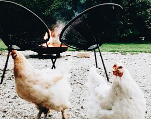 Chickens by the campfire at Holiday Home in Rutten, Eastern Flevoland, for a cozy evening.